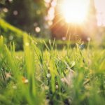 Spring time grass and garden