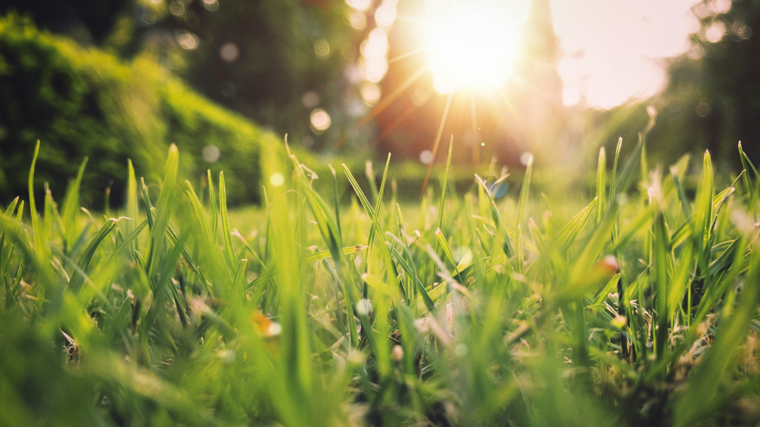Spring time grass and garden